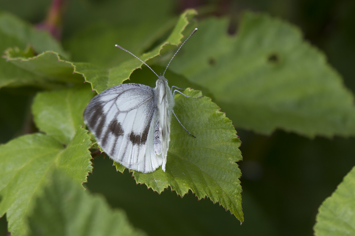 Pieris, Verona: Pieris napi?